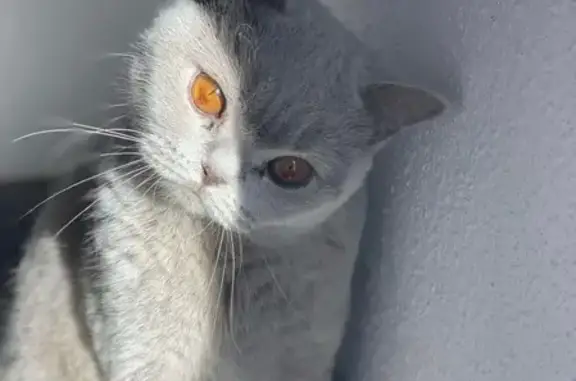 Chat gris perdu à Ensisheim, grosse récompense - photo