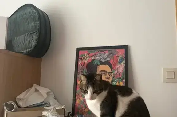 Búsqueda de mascotas, foto: Gata Perdida: Blanca y Atigrada en Madrid