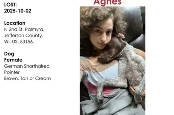 Lost Energetic Dog: Seen on Marsh Rd
