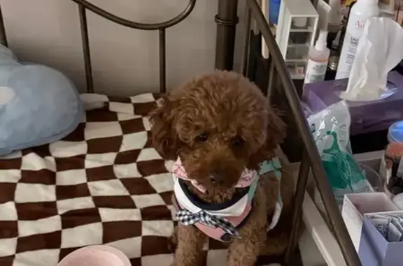 Lost Dog: Dark Brown, Pink Bib, Toronto