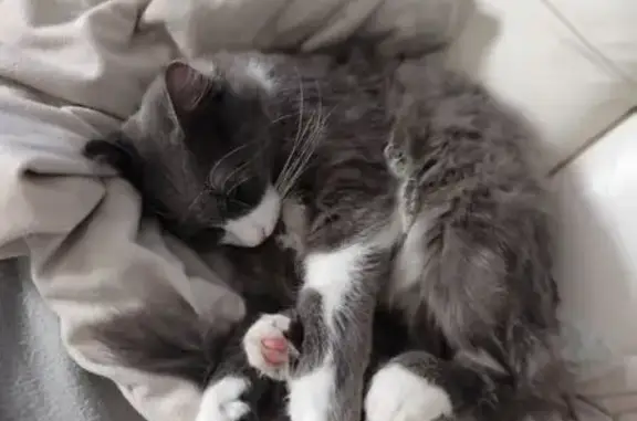 Chat trouvé Ifs, photo: Chat gris/blanc trouvé, emmené à la fourrière