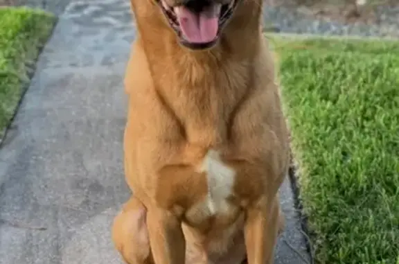 Lost pets Houston, photo: Lost Dog: Friendly, Reddish Coat in Houston