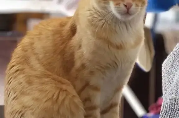 Animaux perdus La Roche-Blanche, photo: Chat mâle roux 4 ans perdu La Roche-Blanche