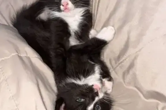 Lost Teddy Bear Cat on Wesley Chapel Rd