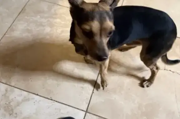 Found dog Houston, photo: Friendly Black & Tan Dog Found on FM 1960