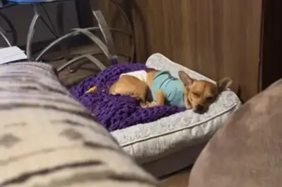 Lost Dog: Blue Shirt, Banyan Ave, NC