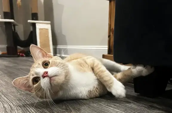 Lost Cat: Pickles, Orange & White, Powell TN