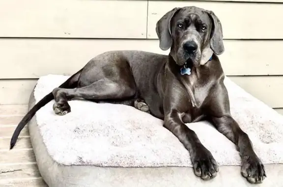Lost: Gray Great Dane Chloe in Center Twp