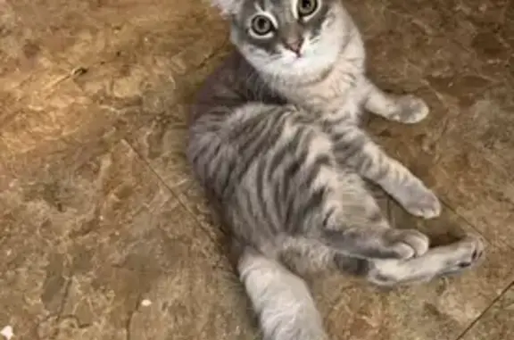 Missing cat Oxnard, photo: Lost Fluffy Cat: Help Find Pickles!