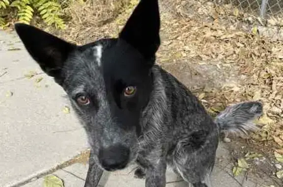 Lost Blue Dog: Brown Collar, Harper OR