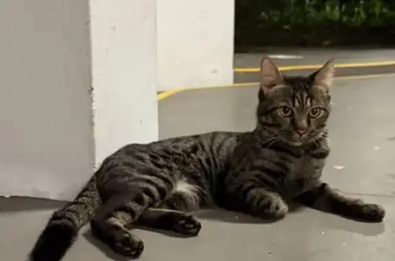 Lost and found pets Singapore, photo: Found: Skinny Black/Grey Tabby in Bukit Merah