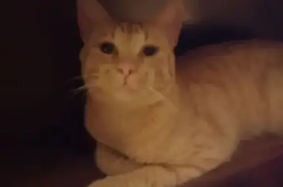 Animaux perdus Saintes, photo: Chat roux perdu Impasse des Thermes, Saintes