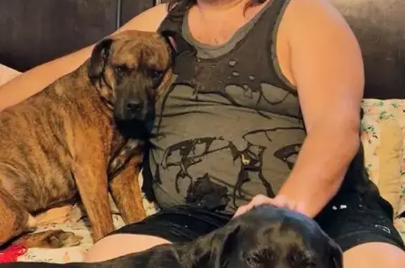 Lost Dogs: Ollie & Dixon in Mount Gilead