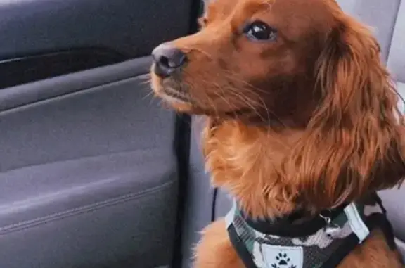 Lost pets , photo: Lost: Shy Golden Cocker Spaniel in NYC