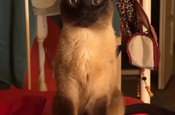 Animaux perdus Le Poinçonnet, photo: Chat perdu : Maru, 4 ans, Le Poinçonnet