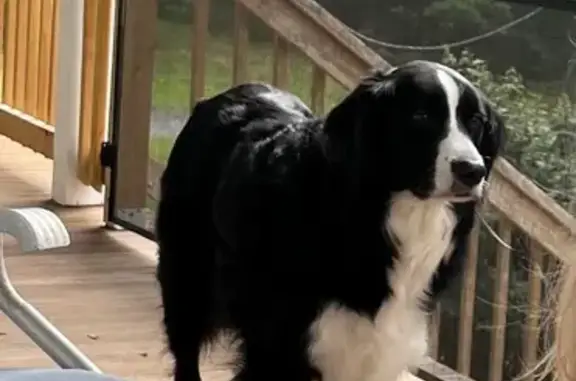 Lost: Friendly Black & White Collie Mix