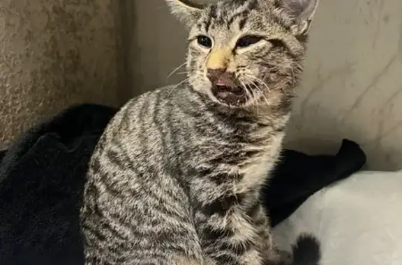 Chat tigré mâle accidenté trouvé câlin - photo