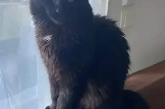 Chat noir perdu, castré, sociable à Nantes - photo