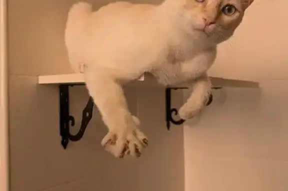 Gato Perdido: Blanco/Crema con Ojos Azules