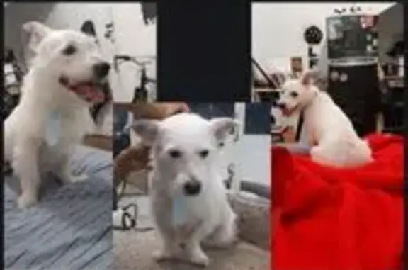 cachorro desaparecida