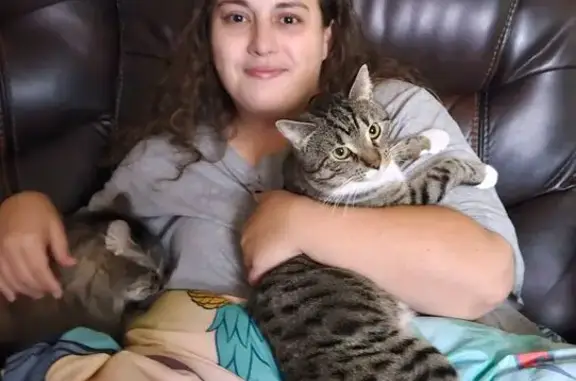 Lost Cat Near Tourtelot Ave, Apponaug