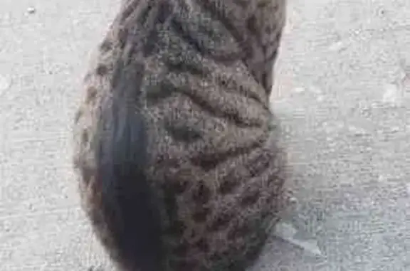 Friendly Tabby Cat Found on N...