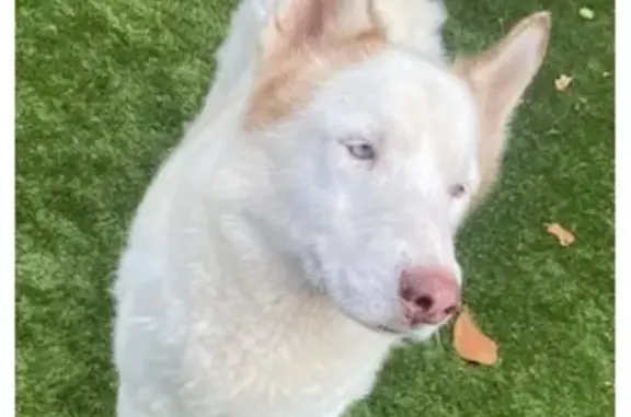 Found dog Hollywood, photo: Found Cream & Tan Dog on N 40th St, Hollywood