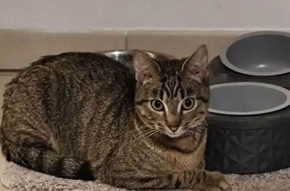 Chat tigrai foncé perdu à Castanet-Tolosan - photo