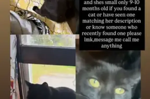 Friendly Black Cat Missing in New Britain