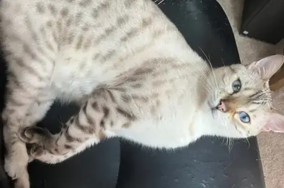 Lost Cat: White/Grey, Big Blue Eyes