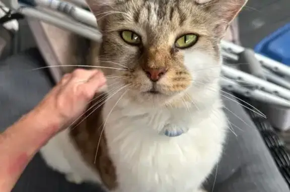 Lost Multicolored Cat on East Central Ave