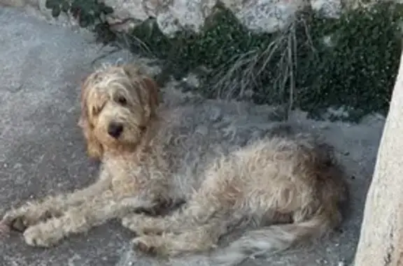 Perro Perdido en Lloret de Vista Alegre