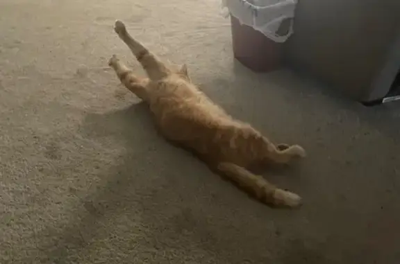 Lost Orange Cat: Friendly Flopper in Ohio