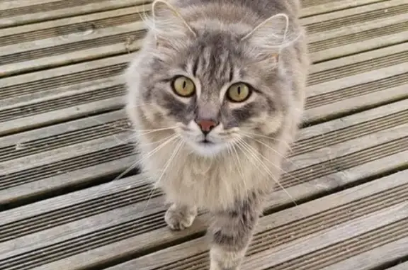 Animaux perdus Nouvelle-Aquitaine, photo: Chat perdu, 7 kg, poil mi-long, doux, Gan