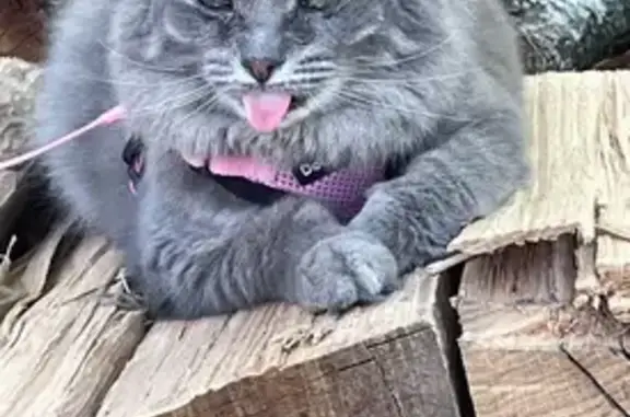 Lost Skittish Cat in Hayden, AL Area