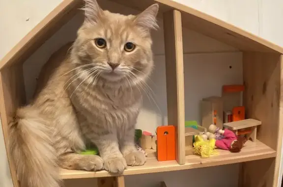 Help Find Sol: Fluffy Orange Cat Lost!