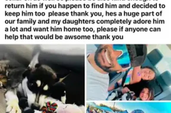 Lost Dog: Unique Eyes, Friendly Nature