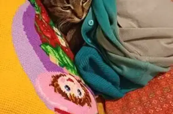 Знайдена ручна кішка на вул. А...