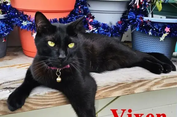 Missing cat Tampa, photo: Lost Black Cat Vixen - Reward Offered!