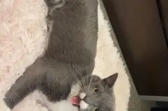 Lost Declawed Cat - East Gregory Drive