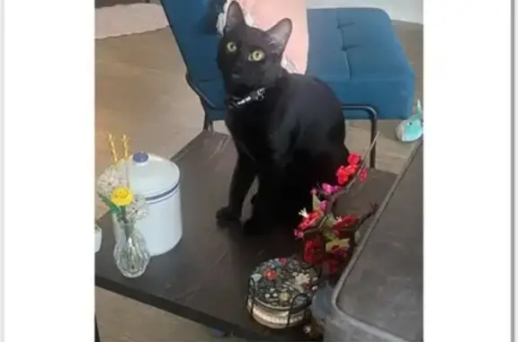 Lost Cat Juno: Black with Yellow Eyes