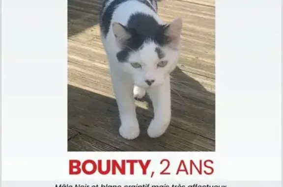 Chat perdu noir et blanc à Gerzat - photo
