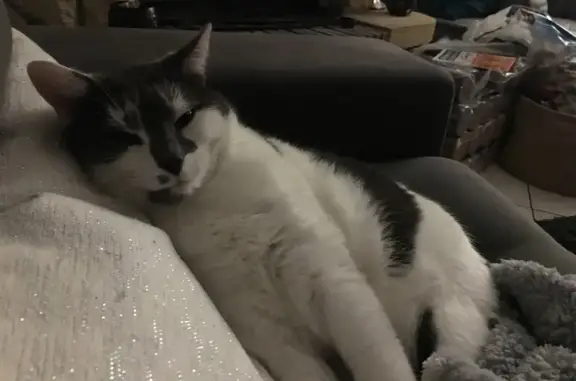 Chat perdu : gris/blanc peureux à Ver-sur-Mer - photo