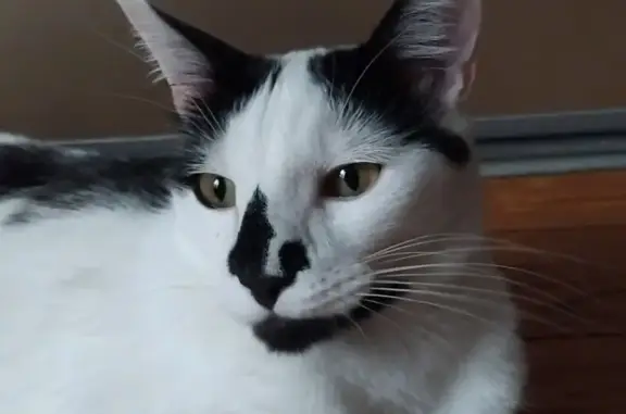 Chat perdu, blanc/noir, pucé, Orthez - photo