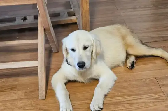 Found dog Florida Ridge, photo: Found: Shy Golden Retriever Mix in Orlando