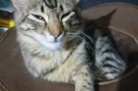Lost Cat: Reward for Safe Return in Pretoria