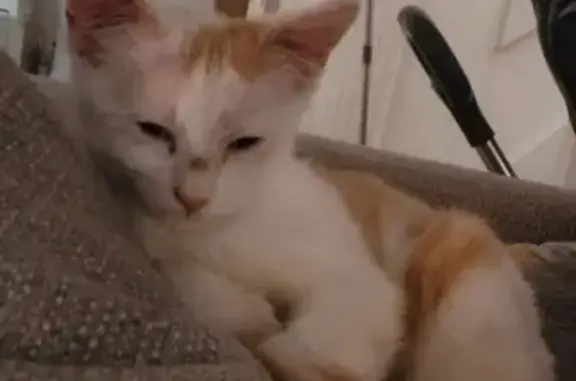 Chaton roux et blanc perdu à Calais - photo