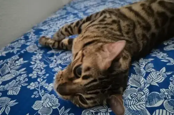 Gatos perdidos, , foto: ¡Gato de Bengala Perdido en Santiago!