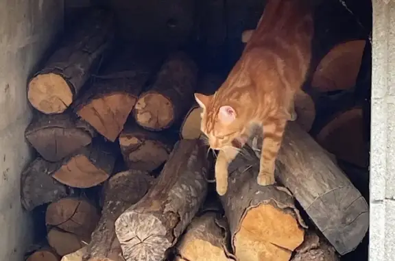 Animaux perdus La Verpillière, photo: Chat roux Fripouille perdu à La Verpillière