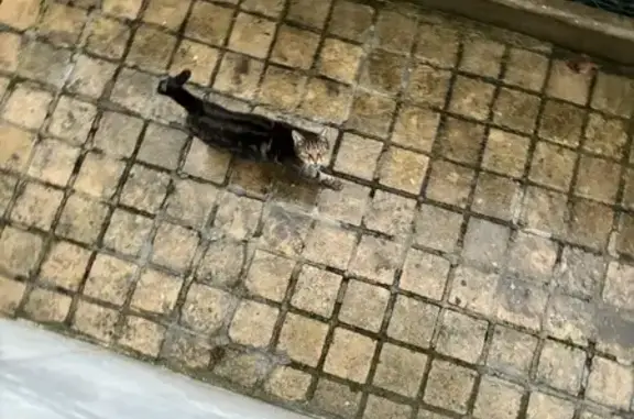 Chat trouvé Tremblay-en-France, photo: Chat trouvé Av. la Fontaine, Tremblay